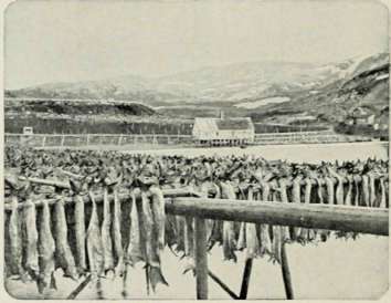 Curing Fish.