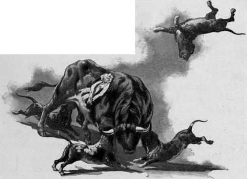 The Bull Harassed By Dogs.