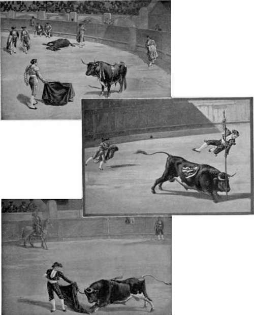 The Matador's Cunning.