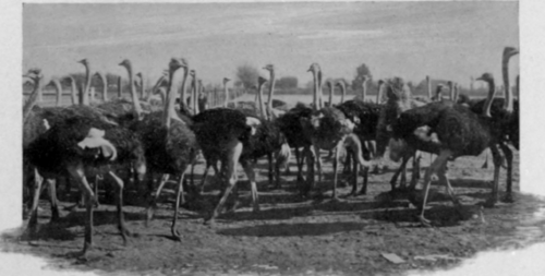 An Ostrich Farm