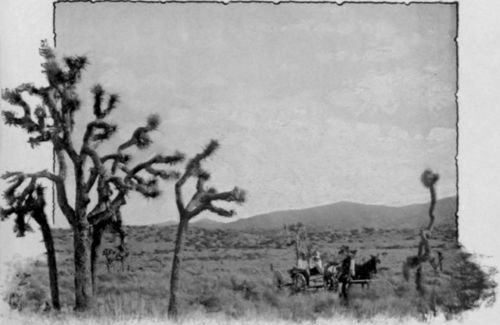 Desert Vegetation
