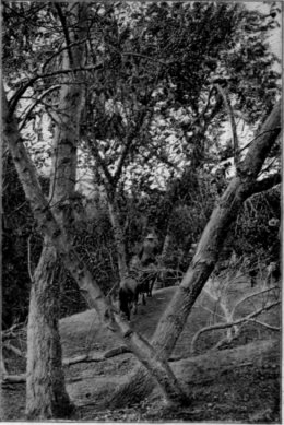 In Cottonwood Ca�on, Santa Catalina