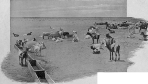 Life On The Desert