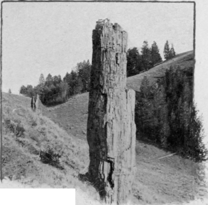 A Petrified Forest